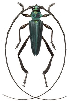 Callichroma holochlorum