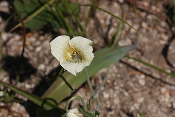 Calochortus subalpinus