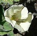 Calystegia collina