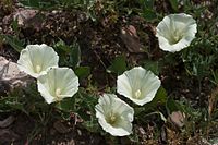 Calystegia subacaulis