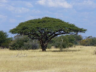 <i>Vachellia erioloba</i> Species of tree native to southern Africa