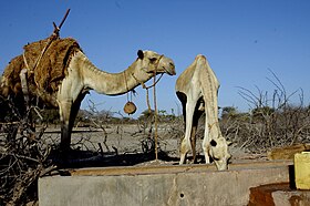 Dromadaires à Marsabit.