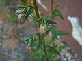 Campanula rapunculoides - Flower buds - Kerava, Finland