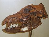 Fossilized skull of the Pliocene-Pleistocene wolf Xenocyon Canis cf falconeri.JPG