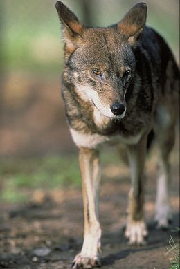 Rudasis vilkas (Canis rufus)