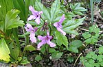 Cardamina pentaphyllos.jpg