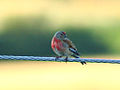 Linnet Carduelis cannabina