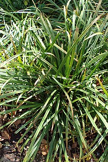 <i>Carex gracillima</i> Species of plant in the genus Carex