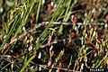 Carex pauciflora flower (24).jpg