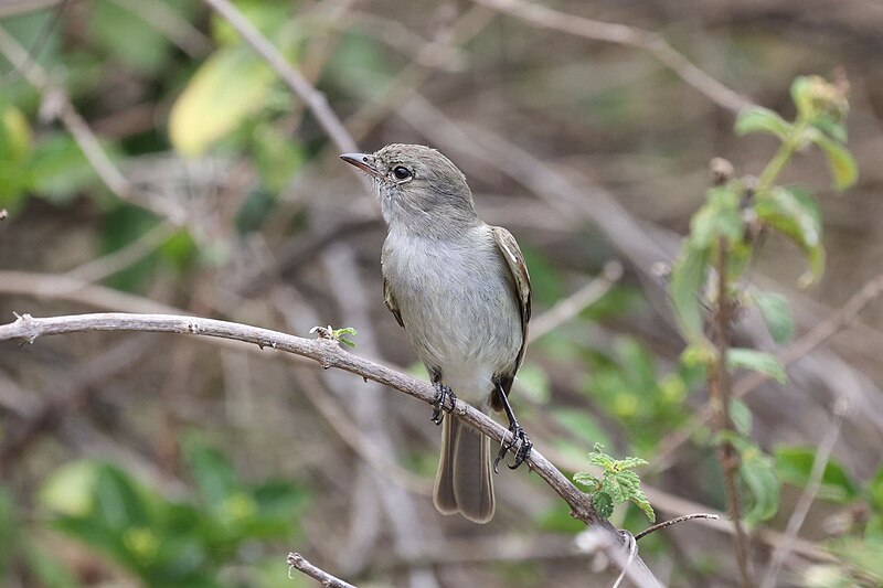 File:Caribbean Elaenia imported from iNaturalist photo 189628300 on 28 June 2022.jpg
