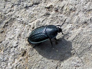 <i>Heterosilpha ramosa</i> Species of beetle