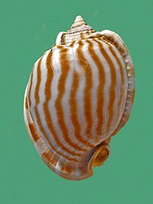 Cassidae - Phalium flammiferum.JPG