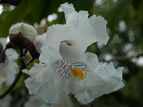 Catalpa sp.