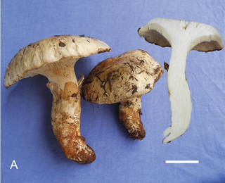 <i>Catathelasma</i> Genus of fungi