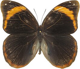 Catoblepia berecynthia