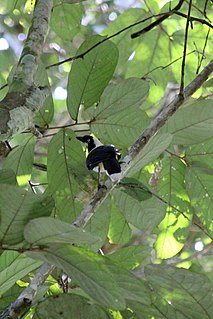 Cayenne jay Species of bird