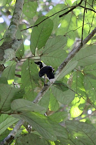 <span class="mw-page-title-main">Cayenne jay</span> Species of bird