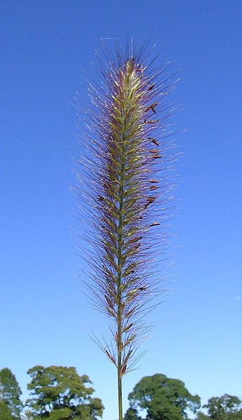 File:Cenchrus purpurascens flowerhead (6914263461).jpg