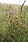 Zierliches Tausendgüldenkraut (Centaurium erythraea)