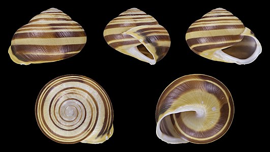 Cepaea hortensis var. major 12345