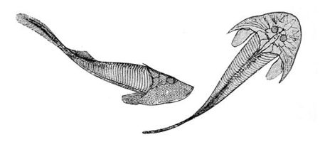 Tập_tin:Cephalaspis_Lyellii.jpg