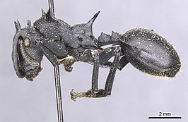 Cephalotes marginatus