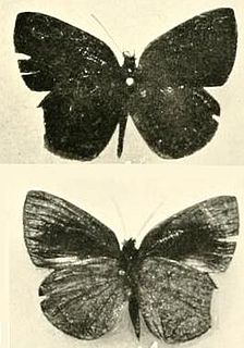<i>Cephetola mercedes</i> Species of butterfly