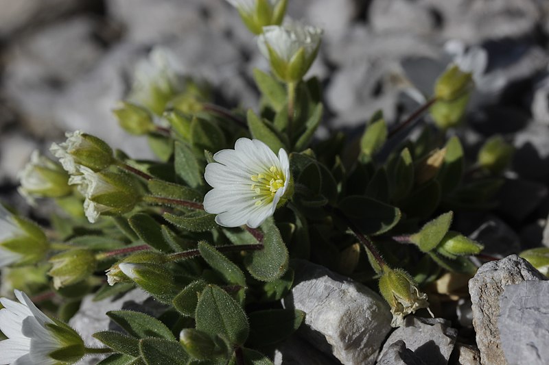 File:Cerastium latifolium - panoramio - Björn S. (4).jpg