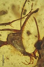 C. ellenbergeri paratype head Ceratomyrmex ellenbergeri IGRBU002 head.jpg