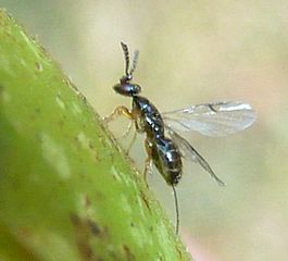 Ceratosolen capensis adult, a pollinating wasp