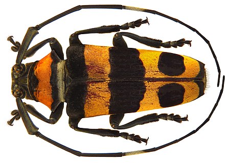 Cereopsius quaestor