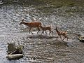 高野川を渡るシカの親子。（京都府京都市）