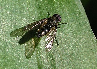 <i>Cheilosia fasciata</i> Species of fly