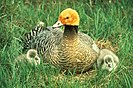 The emperor goose's stained head in the summer