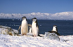 Chinstrap Penguin (Pygoscelis antarctica) (2302883511)