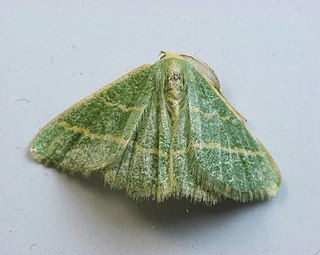 <i>Chlorochlamys</i> Genus of moths