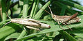 male with female, sand colored