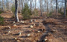 Burial grounds in Christiantown, Chilmark. Photo David R. Foster. Christiantown cemetery.jpg