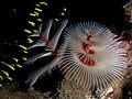 Christmas tree worm (Spirobranchus giganteus).