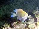 Chromis scotti Chromis scotti.jpg