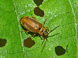 Chrysomelidae - Galerucella lineola.JPG