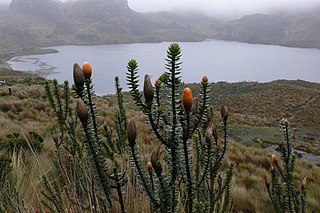 <i>Chuquiraga jussieui</i> Species of plant