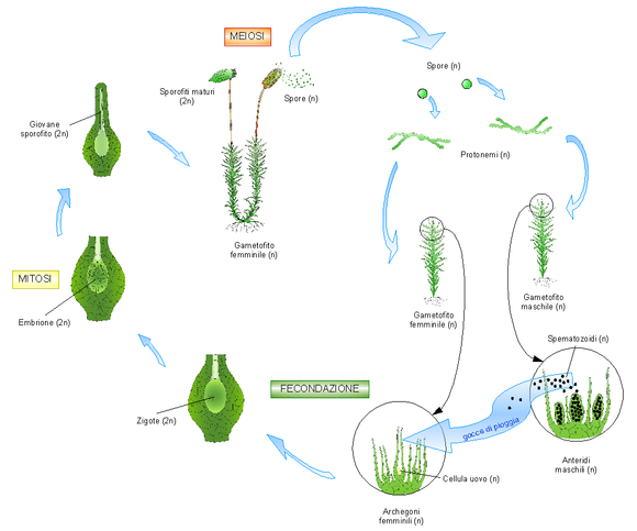 Жизненный цикл мхов схема с подписями