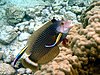 Rockmover wrasses,Novaculichthys taeniourus