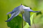 Miniatura para Clematis columbiana