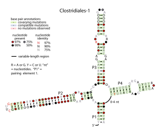 <span class="mw-page-title-main">Clostridiales-1 RNA motif</span>