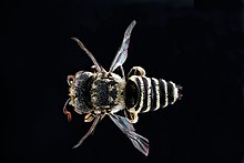 Coelioxys coturnix m2.jpg