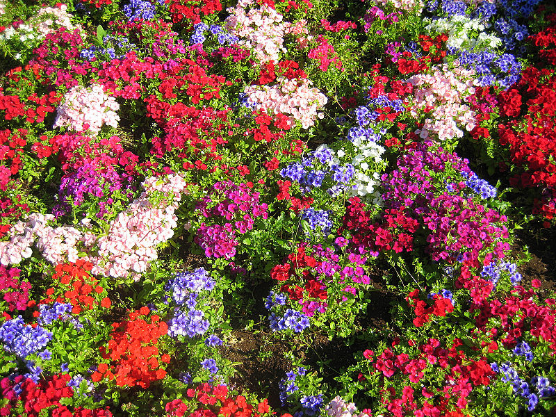 File:Colorful flowers (2717762652).jpg