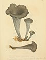Plate 74. Craterellus cornucopioides