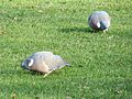 Columba palumbus (8657699564).jpg